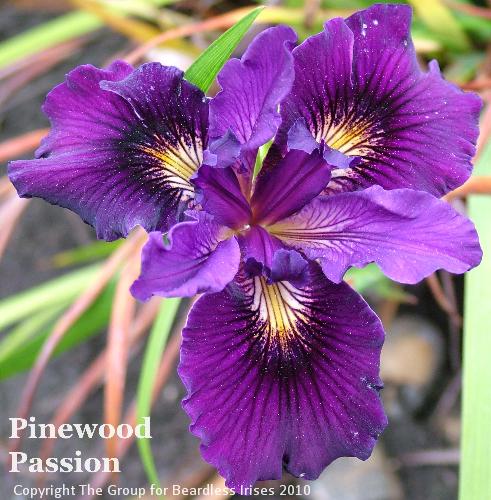 Pinewood Passion